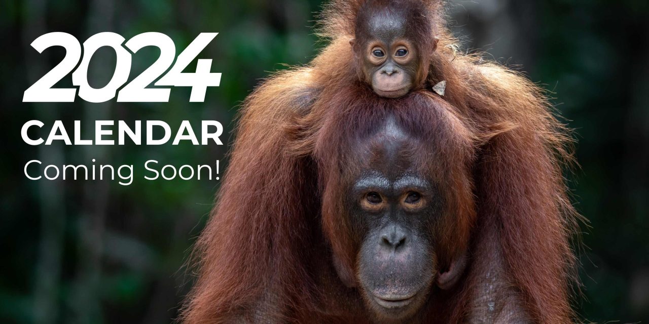 Copy of VOTE FOR YOUR FAVOURITE CALENDAR IMAGES Borneo Orangutan