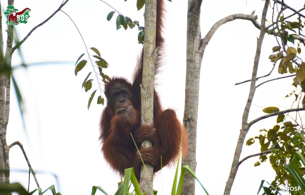 CHALLENGING ORANGUTAN RESCUE