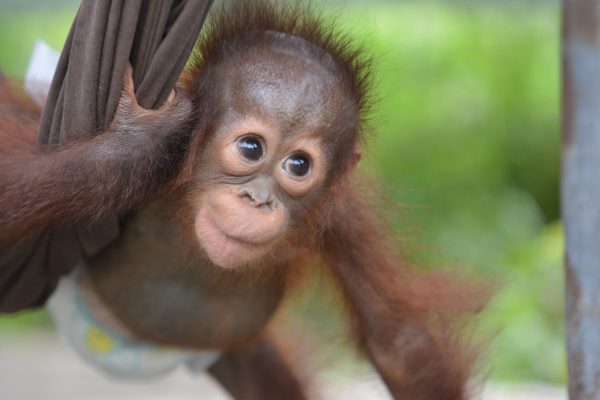 Adopt Onyer as a Gift For A Year - Image 4