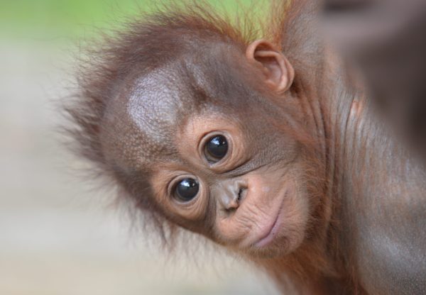 Adopt Onyer as a Gift For A Year