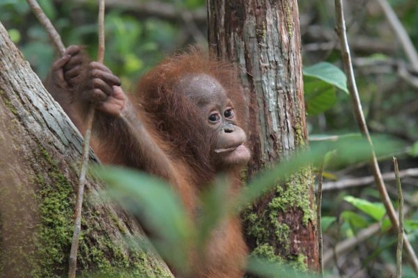 Adopt Iqo as a Gift For A Year - Image 2