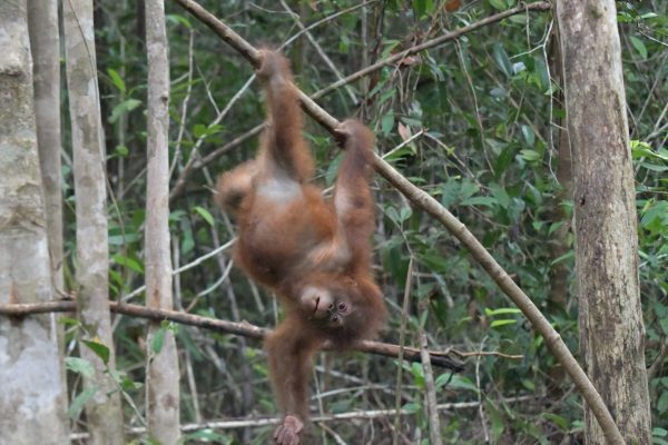 Adopt Iqo as a Gift For A Year - Image 5