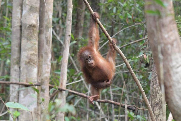 Adopt Iqo as a Gift For A Year - Image 4