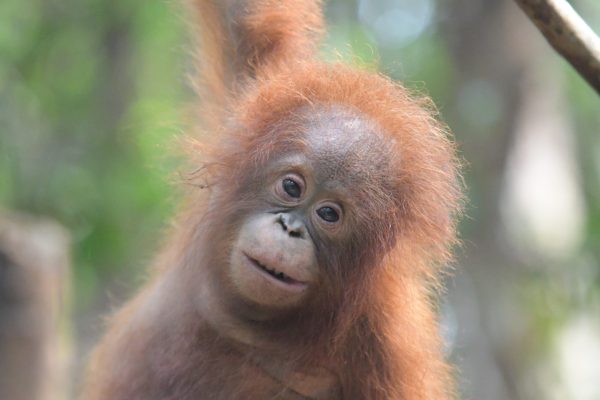Adopt Iqo as a Gift For A Year