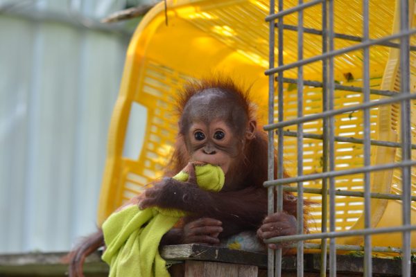 Adopt Onyer as a Gift For A Year - Image 5