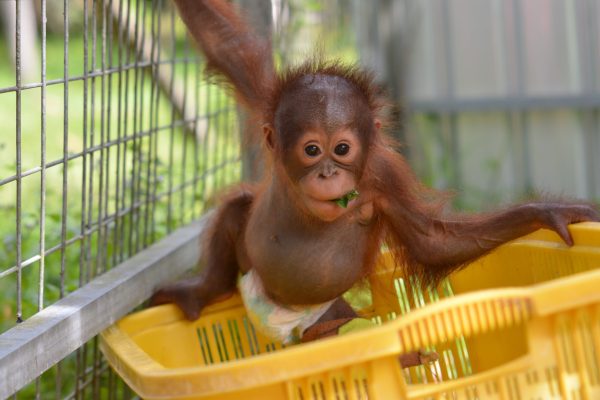 Adopt Onyer as a Gift For A Year - Image 2