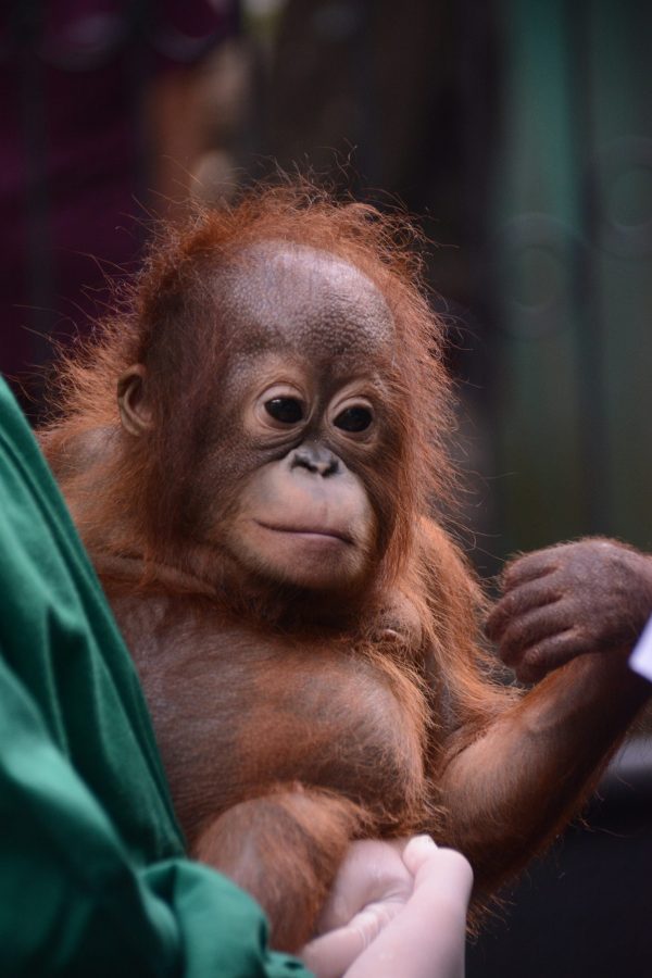 Adopt Iqo as a Gift For A Year - Image 3