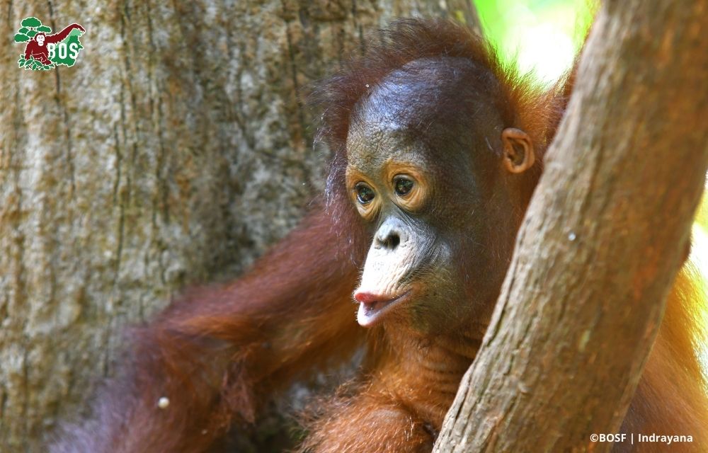 THE LITTLE INQUISITOR