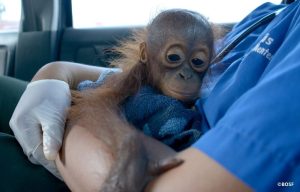 RESCUE - THE FIRST STEP TO A BETTER TOMORROW