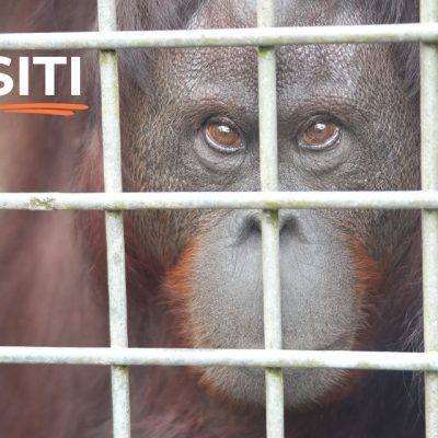 The 27th orangutan release