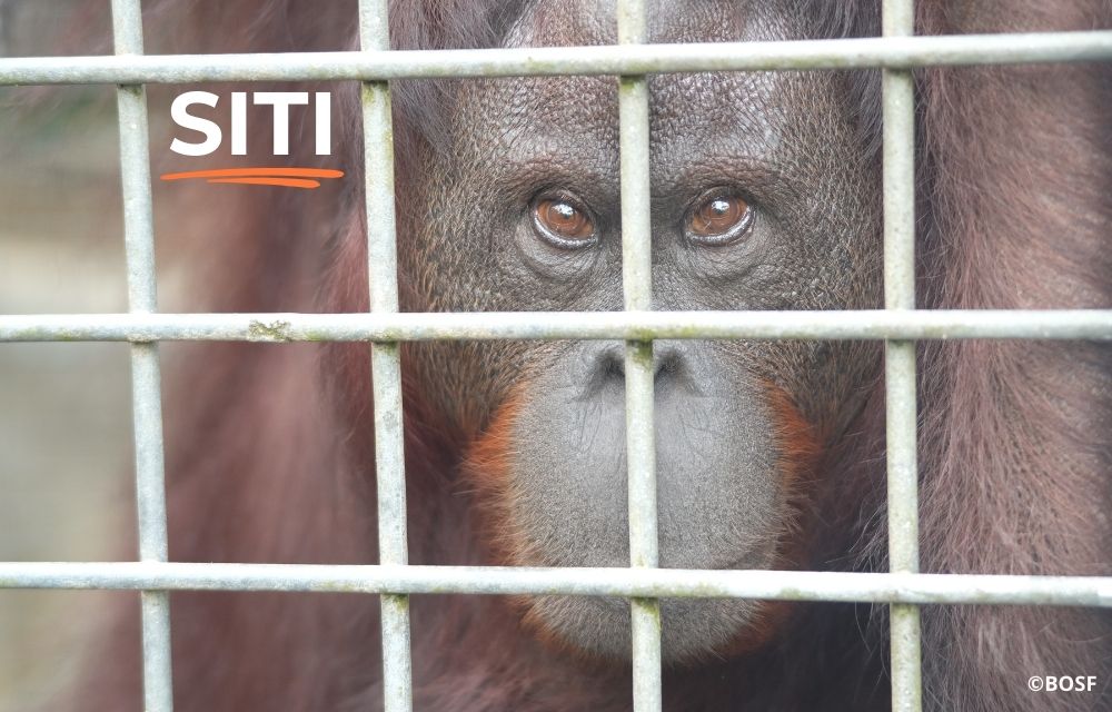 The 27th orangutan release