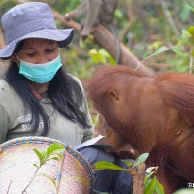 ARE ORANGUTANS EMPATHETIC?