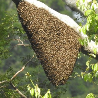 BEES TAKE OVER THE CAMP