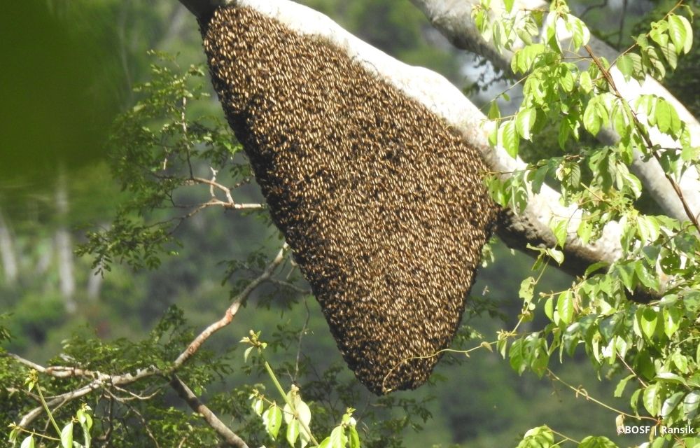 BEES TAKE OVER THE CAMP