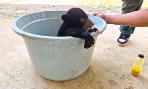 MEET OUR NEWEST SUN BEAR CUB