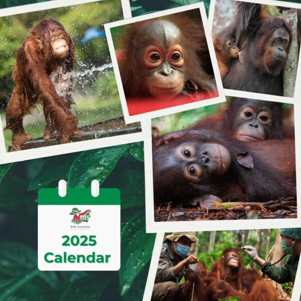 BOS Australia Orangutan Calendar 2025