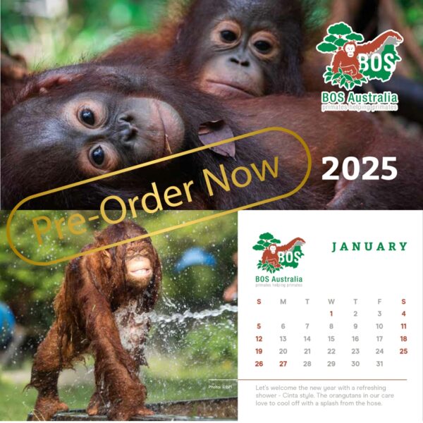 BOS Australia Orangutan Calendar 2025 - Image 3