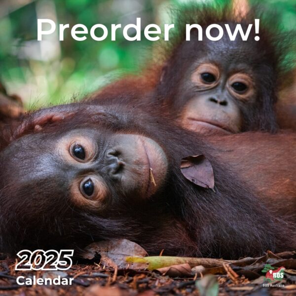 BOS Australia Orangutan Calendar 2025 - Image 4