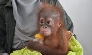 A NEW RESCUED BABY