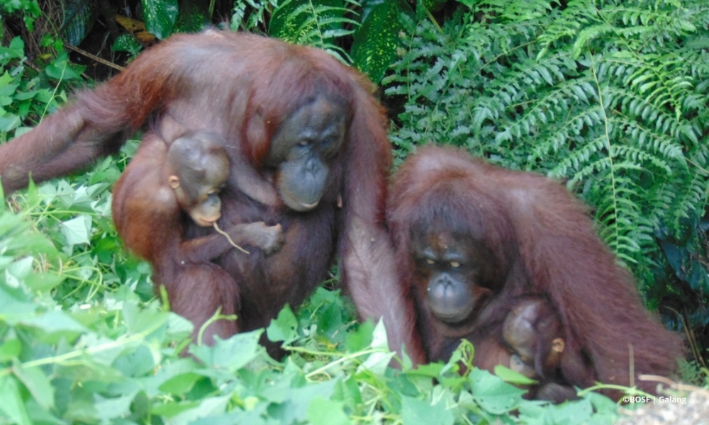 ORANGUTAN PARTY 2