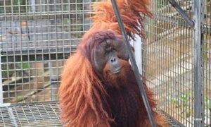 CANDIDATES FOR THE 27th ORANGUTAN RELEASE FROM SAMBOJA LESTARI