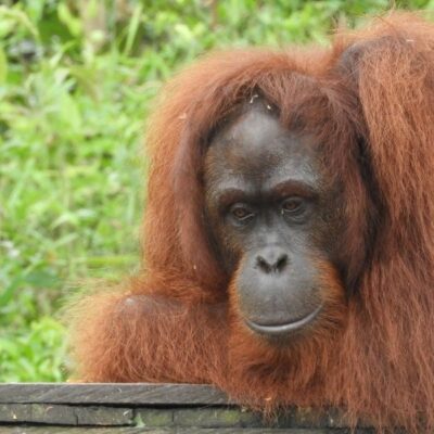 JUMBO’S JOURNEY HOME