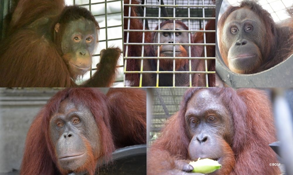 CANDIDATES FOR THE 45TH ORANGUTAN RELEASE FROM NYARU MENTENG