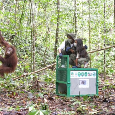 A NEW CHAPTER FOR SIX ORANGUTANS