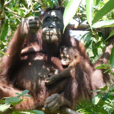 INUNG, INDIE AND BABY INDRO