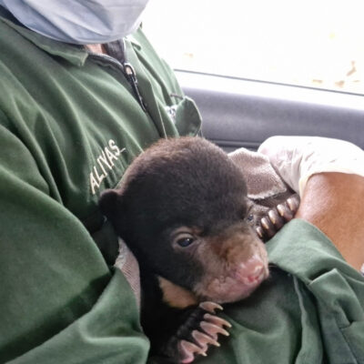 ANOTHER BABY SUN BEAR ARRIVES AT SAMBOJA LESTARI