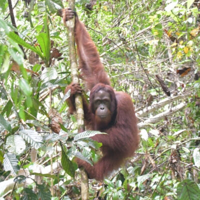 JUMBO’S NEW LIFE