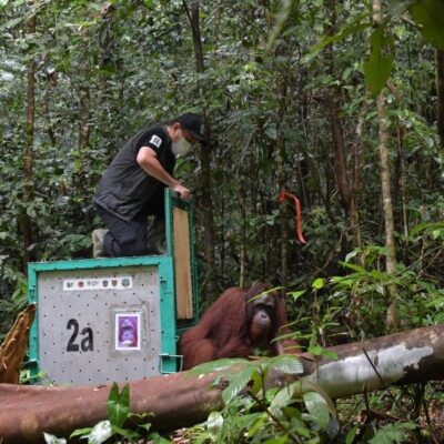 FREEDOM FOR 11 ORANGUTANS