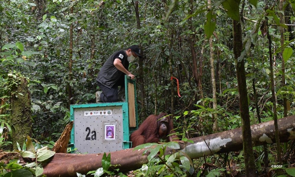 FREEDOM FOR 11 ORANGUTANS