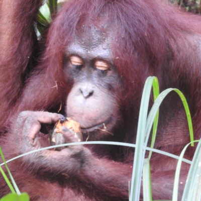 SUCI’S SWEET DISCOVERY