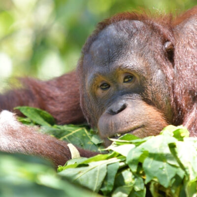 Forest Chatter September 2025
