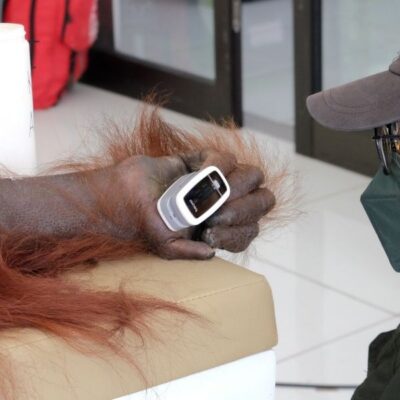 HOW ORANGUTANS UNDERGO THEIR ANNUAL HEALTH CHECK
