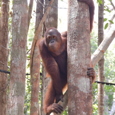 A NEW CHAPTER BEGINS FOR BUMI