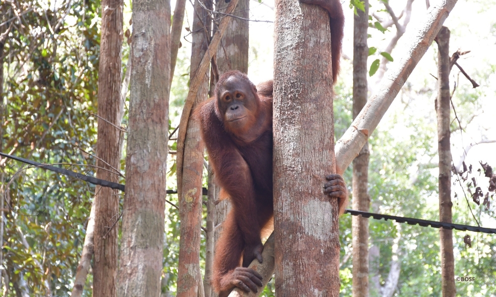 A NEW CHAPTER BEGINS FOR BUMI