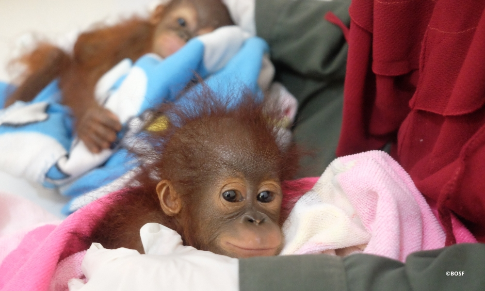 FIVE BABY ORANGUTANS STARTING OVER - AND YOU CAN HELP THEM