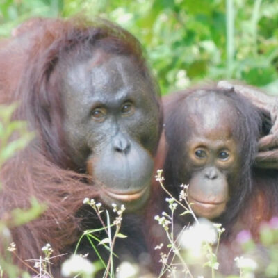 WILD VERSUS REHABILITATED
