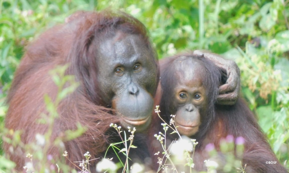 WILD VERSUS REHABILITATED
