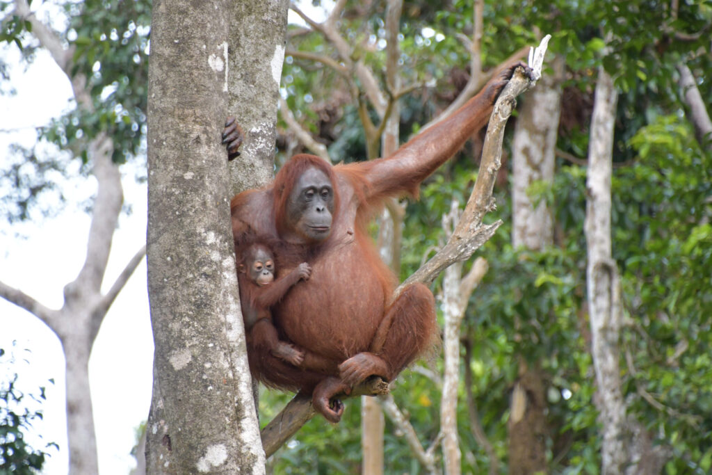 MAMA JOSIE'S JOURNEY