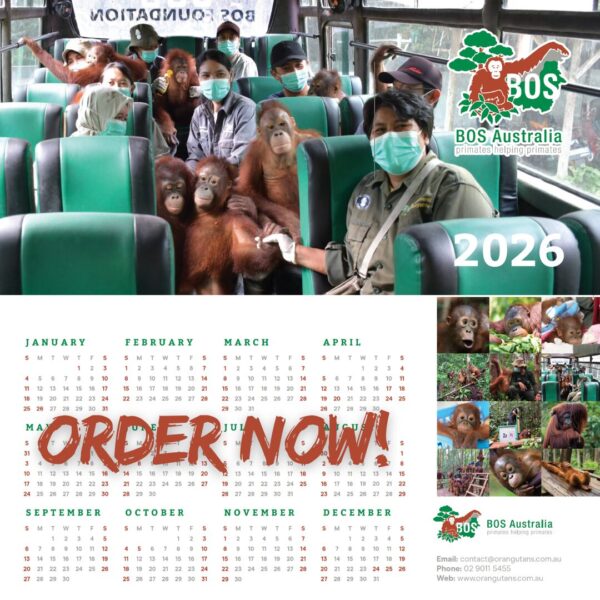 BOS Australia Orangutan Calendar 2026