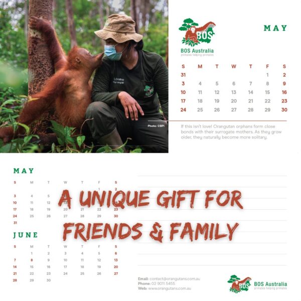 BOS Australia Orangutan Calendar 2026 - Image 2