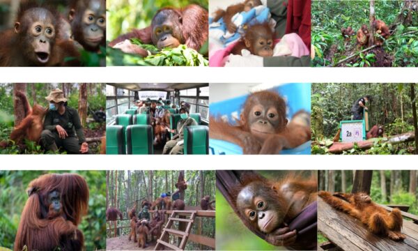 BOS Australia Orangutan Calendar 2026 - Image 4