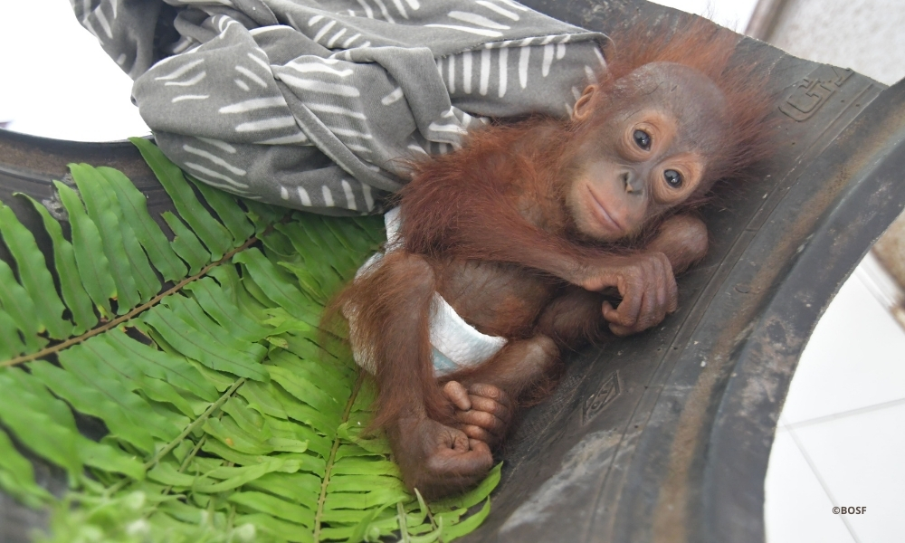 A FRAGILE START TOWARDS A STRONGER TOMORROW