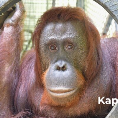 THE 46TH ORANGUTAN RELEASE FROM NYARU MENTENG