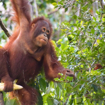 TEMON & LAHEI BREAK THE JUNGLE RULES