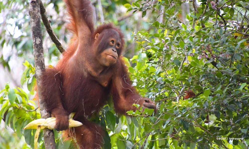 TEMON & LAHEI BREAK THE JUNGLE RULES