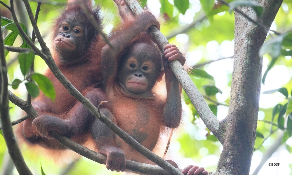 GROWING STRONGER TOGETHER